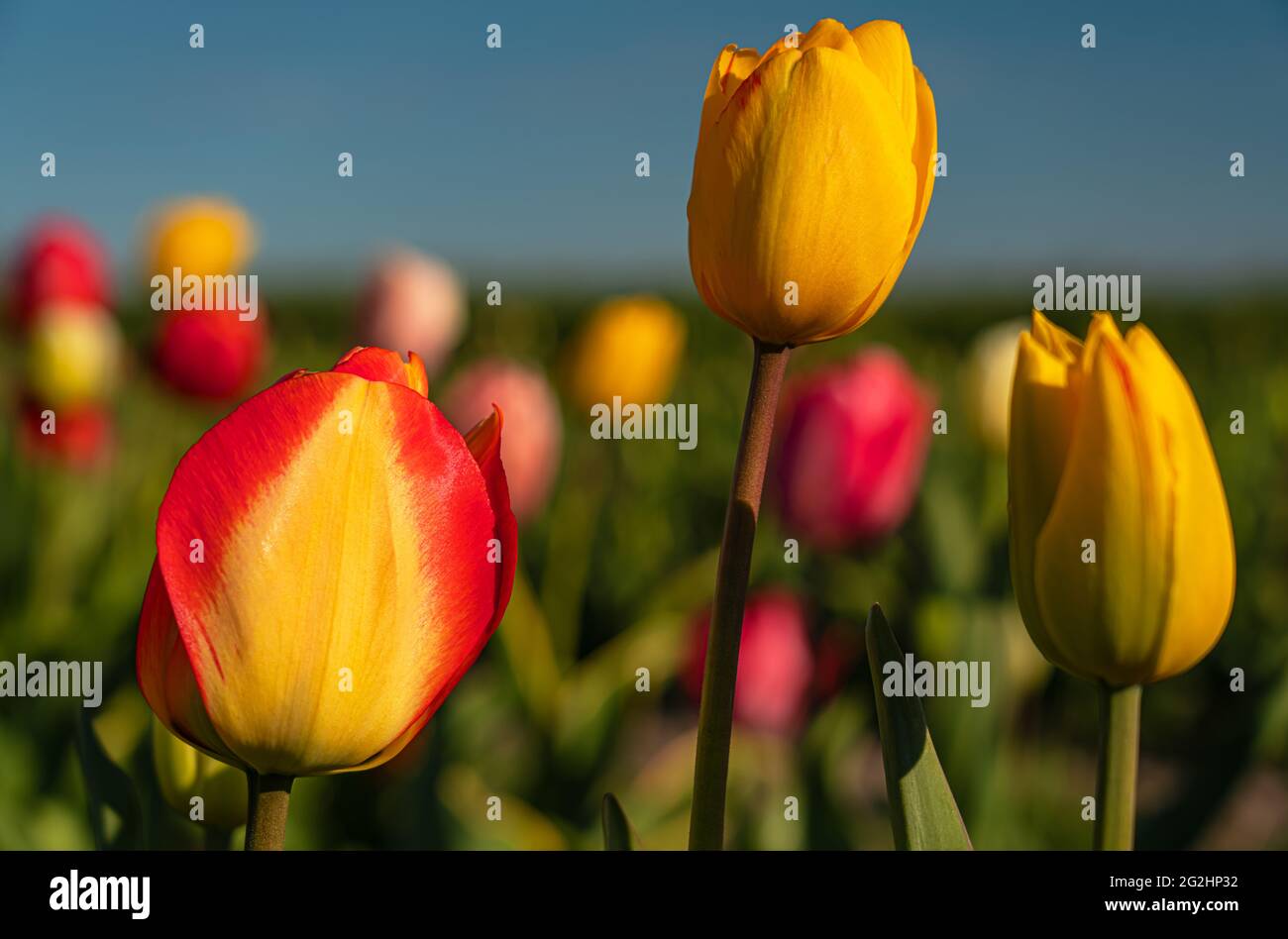 Tulpenblüte auf der Insel Fehmarn Stockfoto