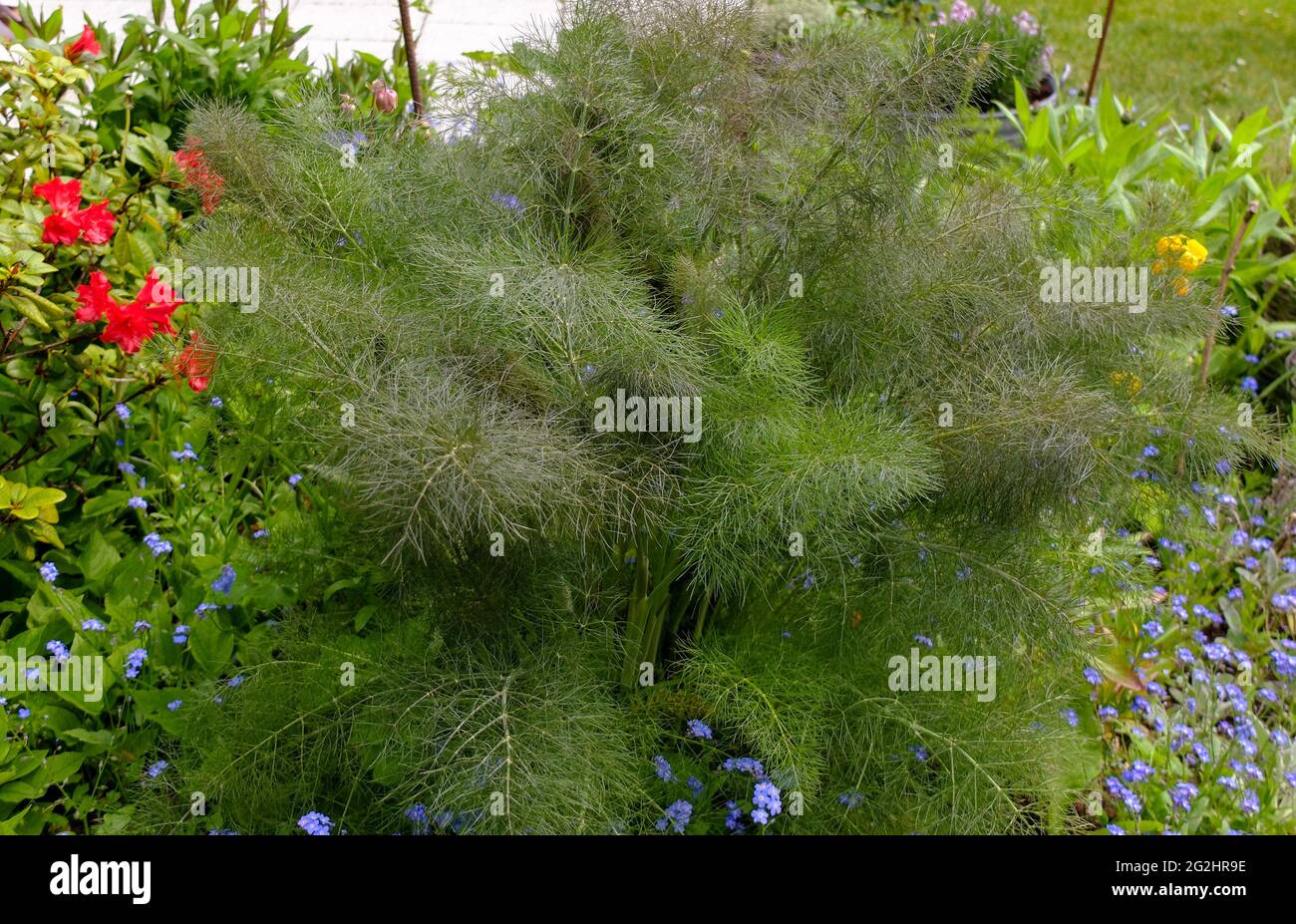 Bronzefenchel purpureum foeniculum vulgare im beet Fotos und