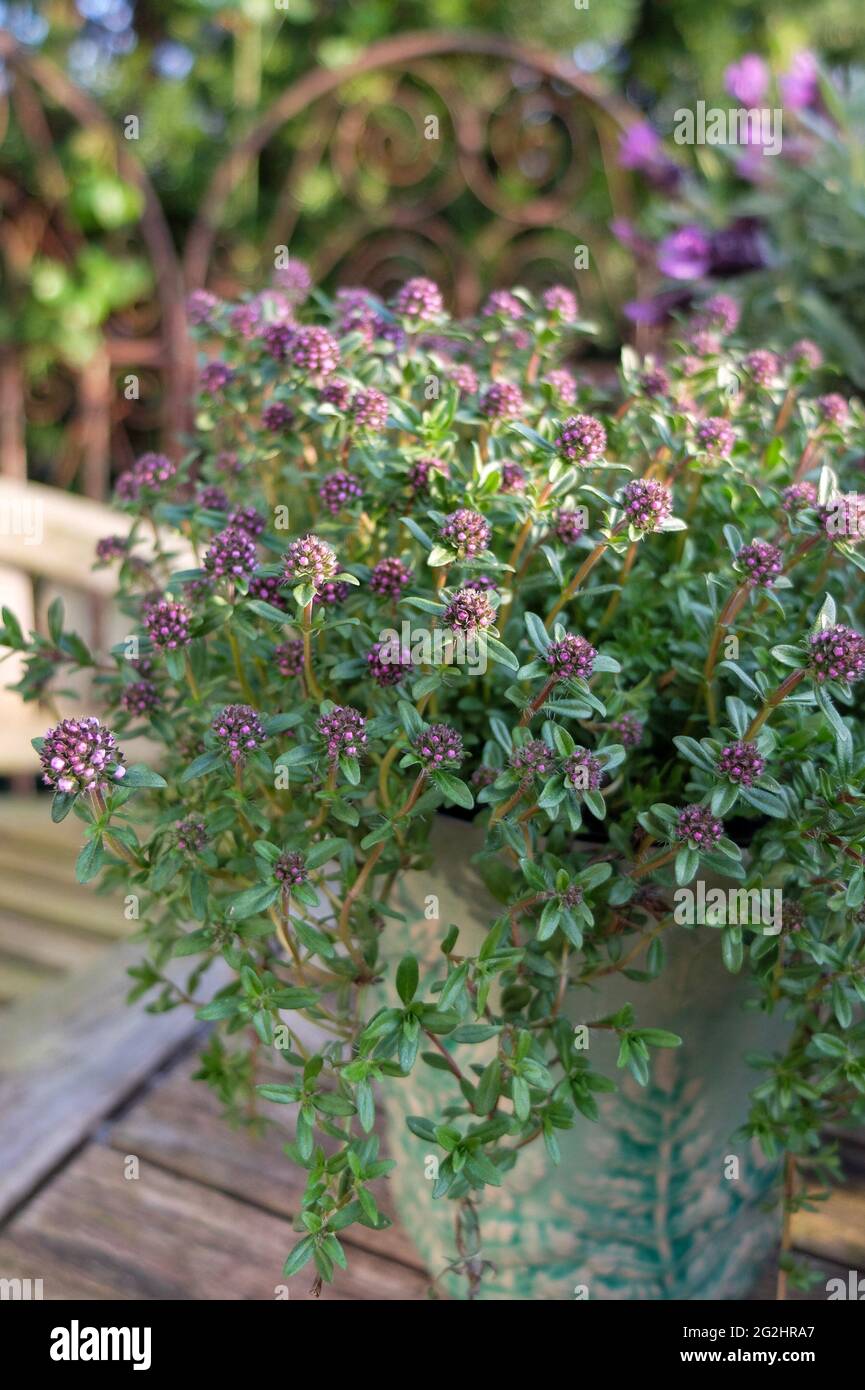 Bohnenkraut in Blüte (Satureja hortensis) in einem Topf Stockfoto