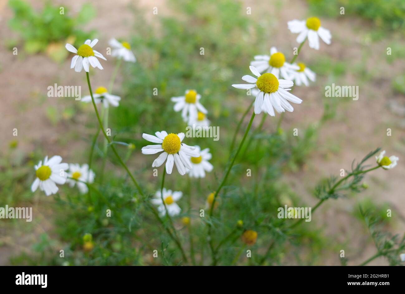Die echte Kamille (Matricaria chamomilla) Stockfoto
