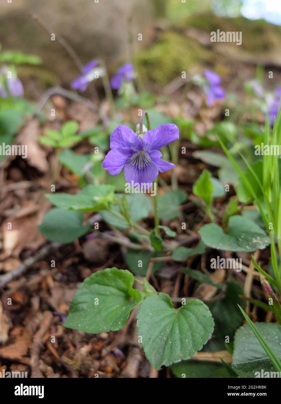Das duftende Veilchen (Viola odorata) Stockfoto