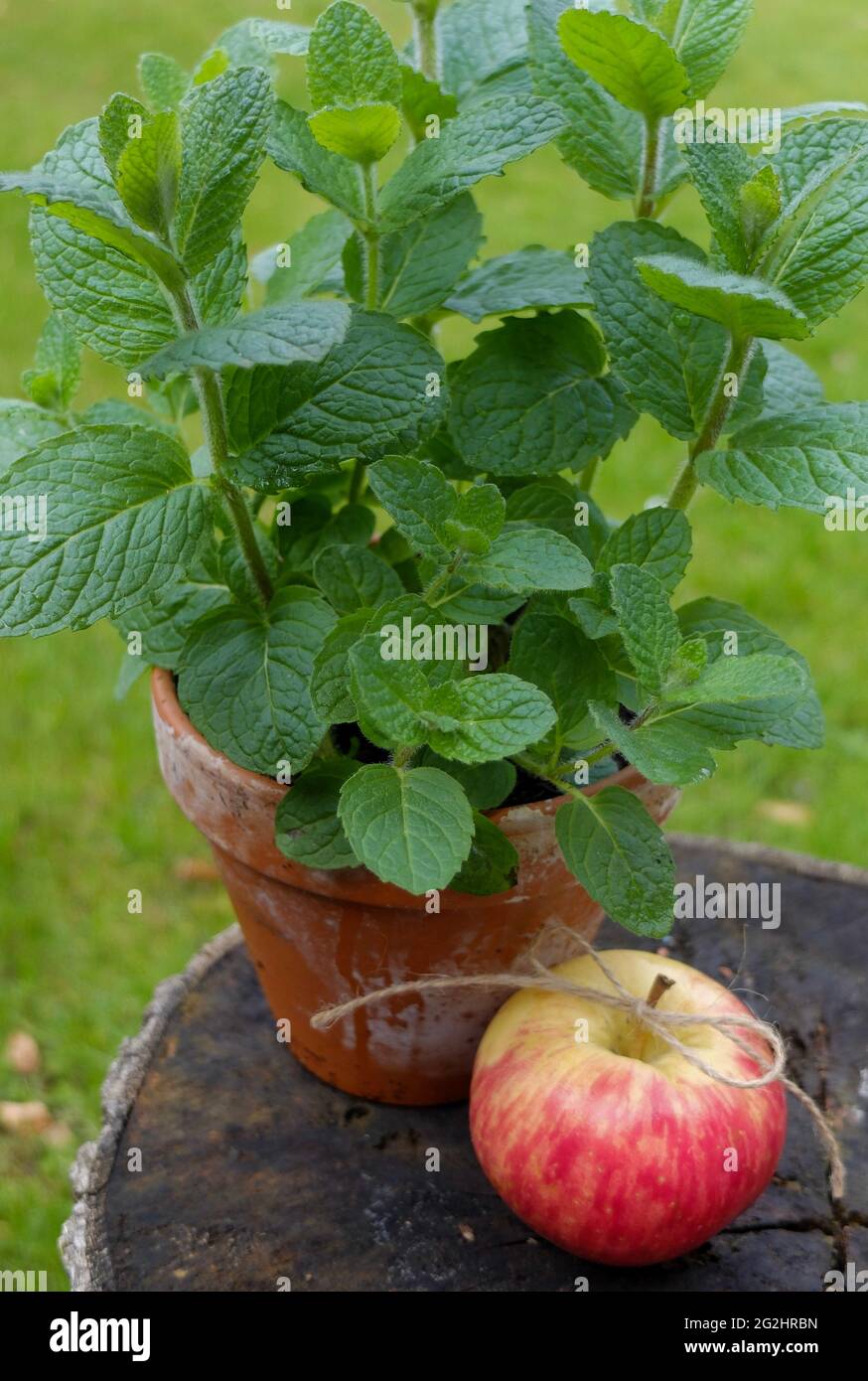 Apfelminze (Mentha suaveolens) in einem Topf Stockfoto