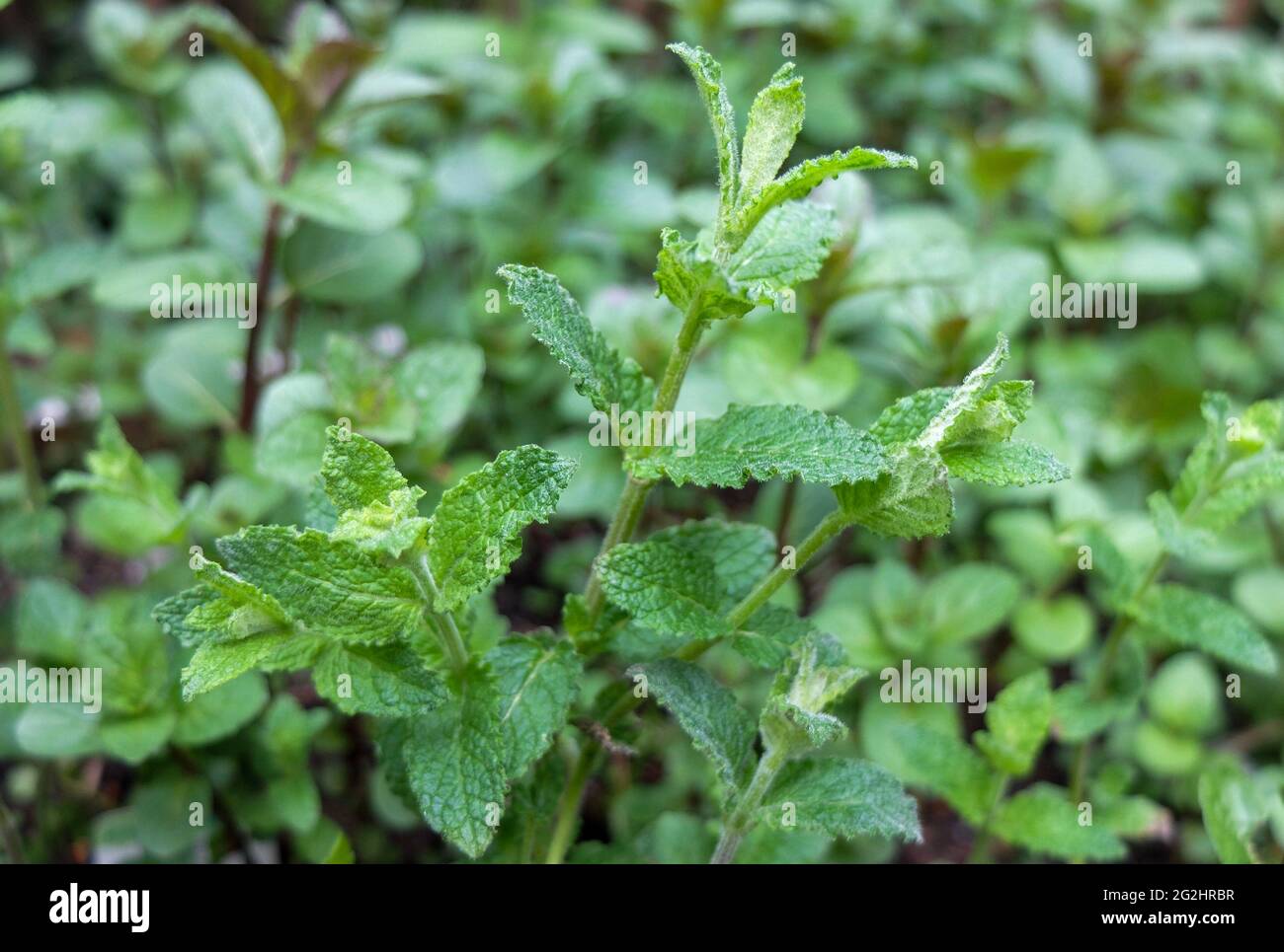 Erdbeermint (Mentha-Arten) Stockfoto