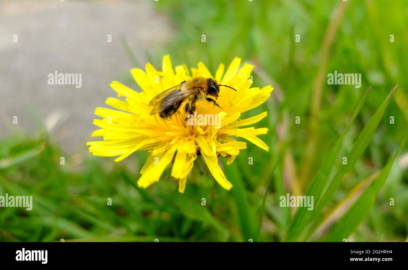 Lötenzapfen (Taraxacum), Blüte mit Honigbiene (APIs mellifera) Stockfoto