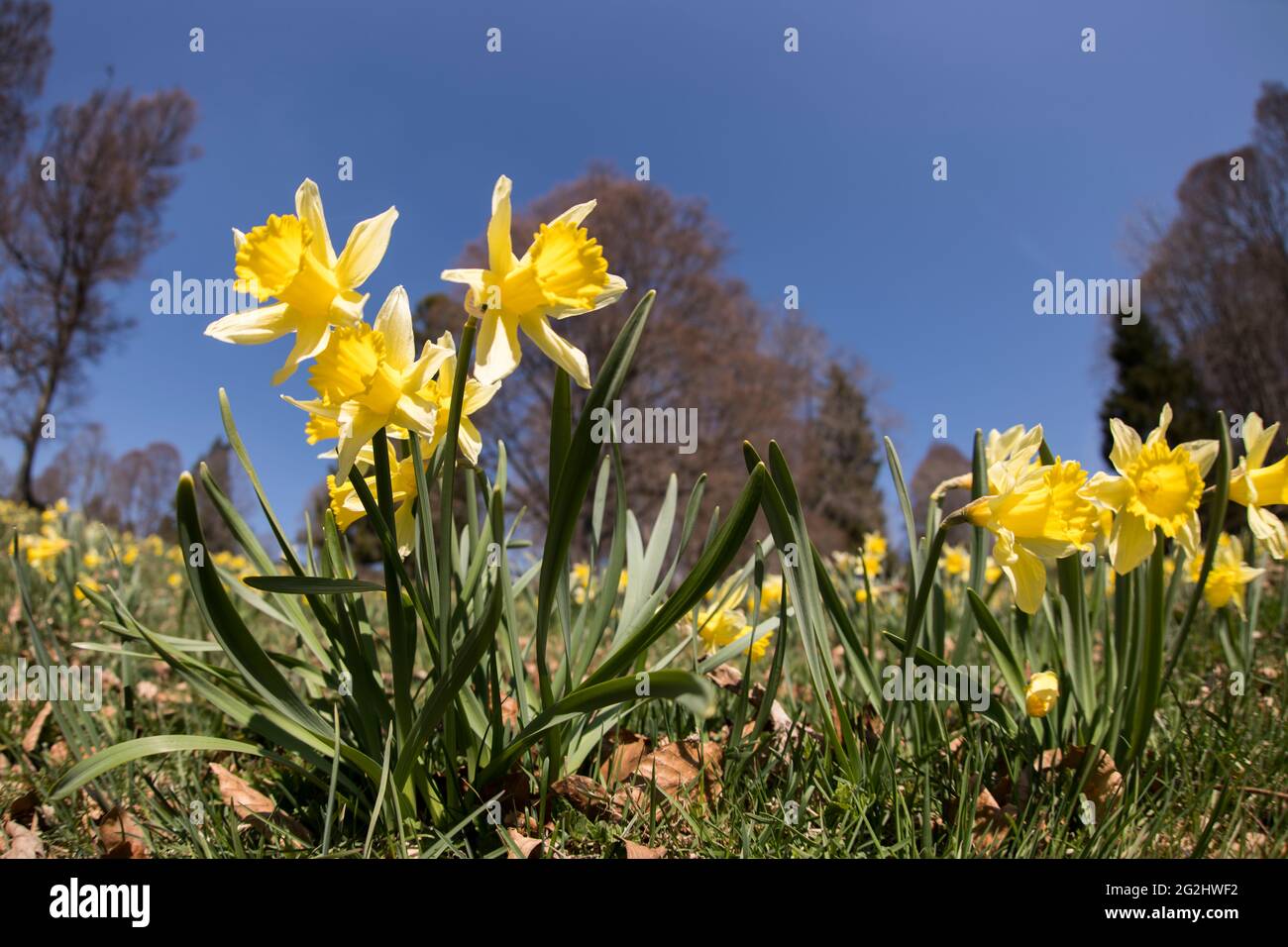 Die Narzissenblüte im Jura Stockfoto