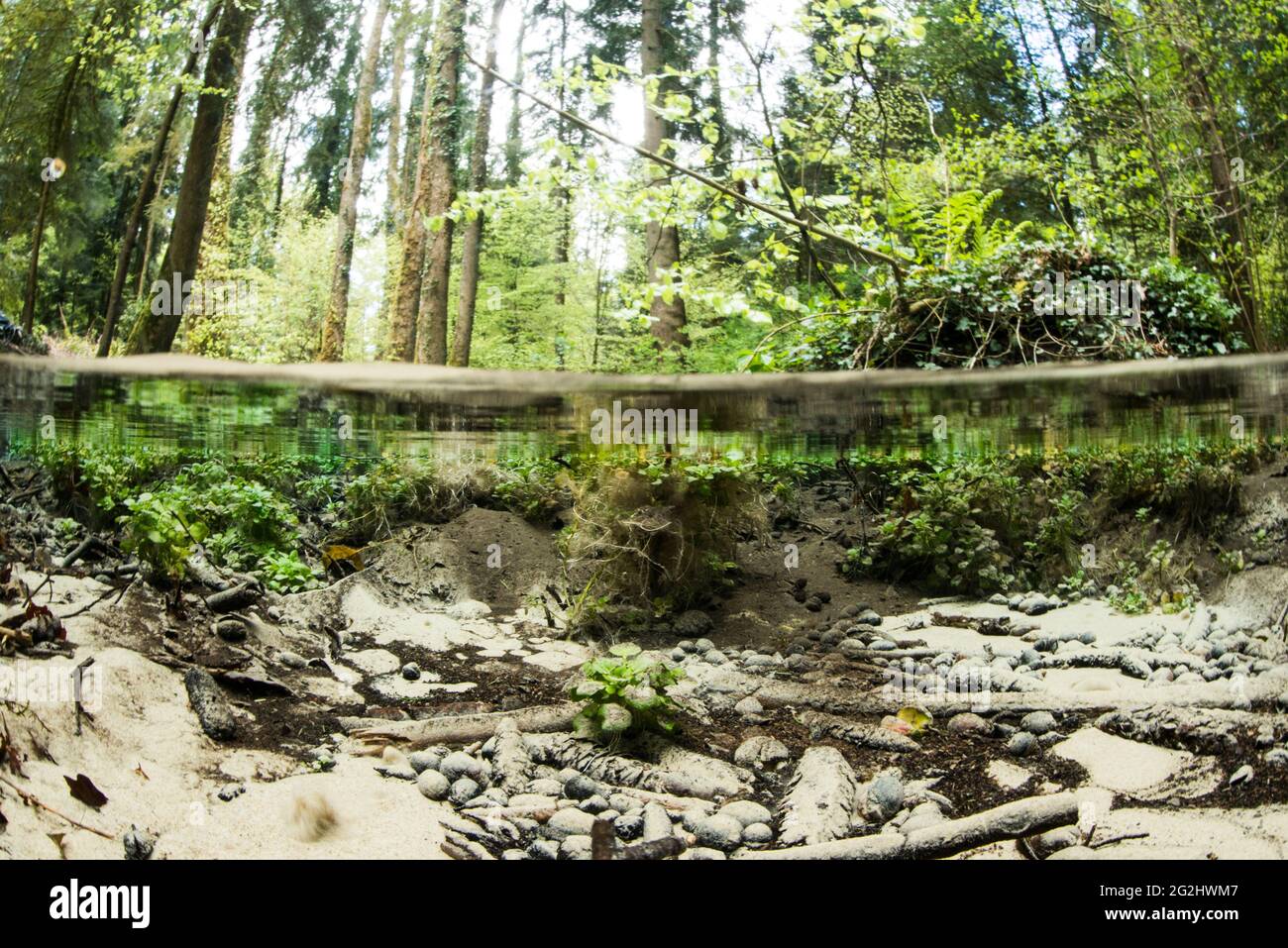 Leben im Bach und Teich Stockfoto