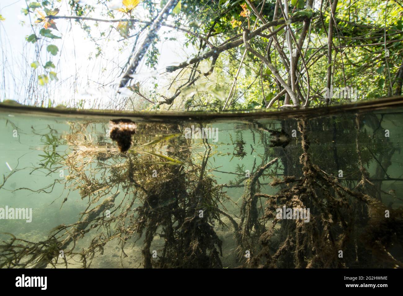 Teiche mitten im wald Fotos und Bildmaterial in hoher Auflösung Alamy