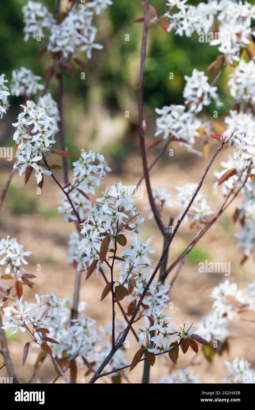 Amelanchier blühen im Frühling Stockfoto