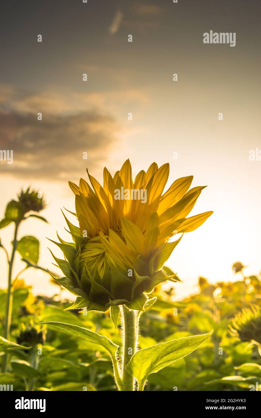 Eine gelbe Sonnenblumenblüte öffnet sich im Abendlicht der Sonne, dem Sonnenblumenfeld. Stockfoto