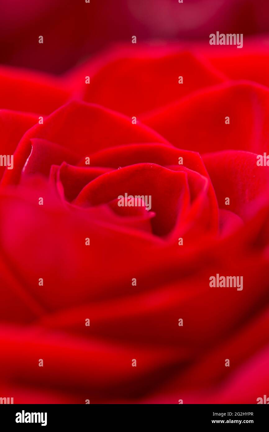 Rote Rose in Nahaufnahme, natürliche Textur und Muster Stockfoto