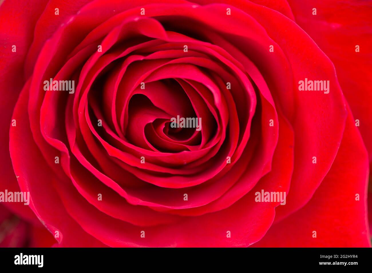 Zentrum der roten Rose in Nahaufnahme, natürliche Textur und Muster Stockfoto