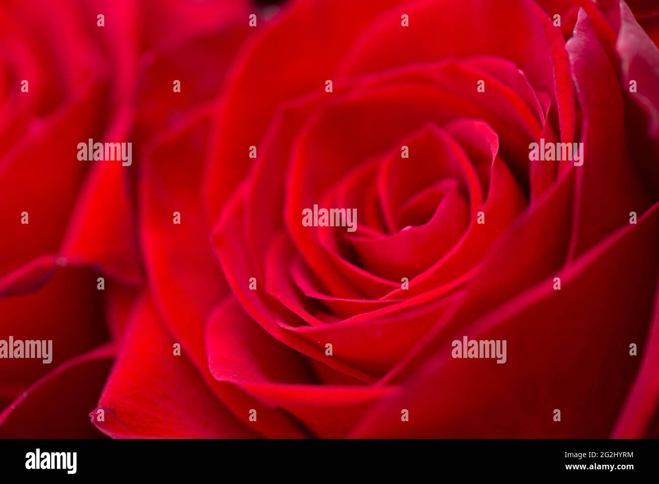 Rote Rose in Nahaufnahme, natürliche Textur und Muster, verschwommener Hintergrund Stockfoto