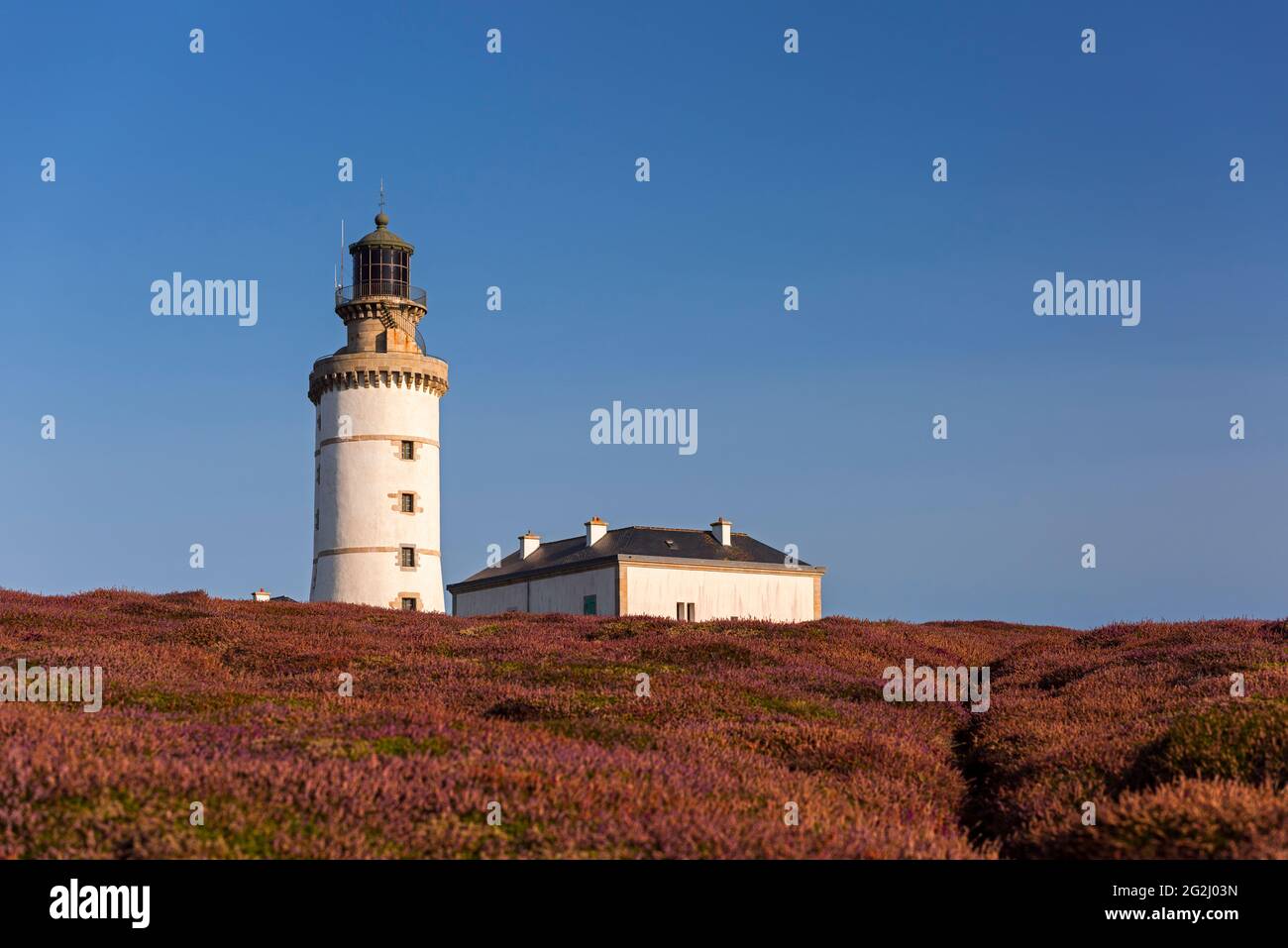 Leuchtturm Le Stiff, blühende Heide, Île d'Ouessant, Frankreich, Bretagne, Finistère Stockfoto