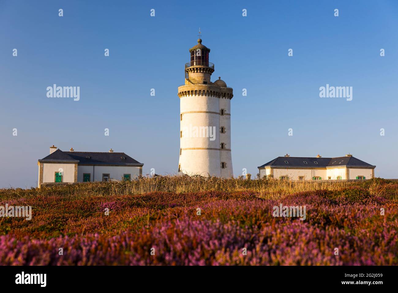 Le steif Leuchtturm, blühende Heide, Abendlicht, Île d'Ouessant Frankreich, Bretagne, Finistère Stockfoto