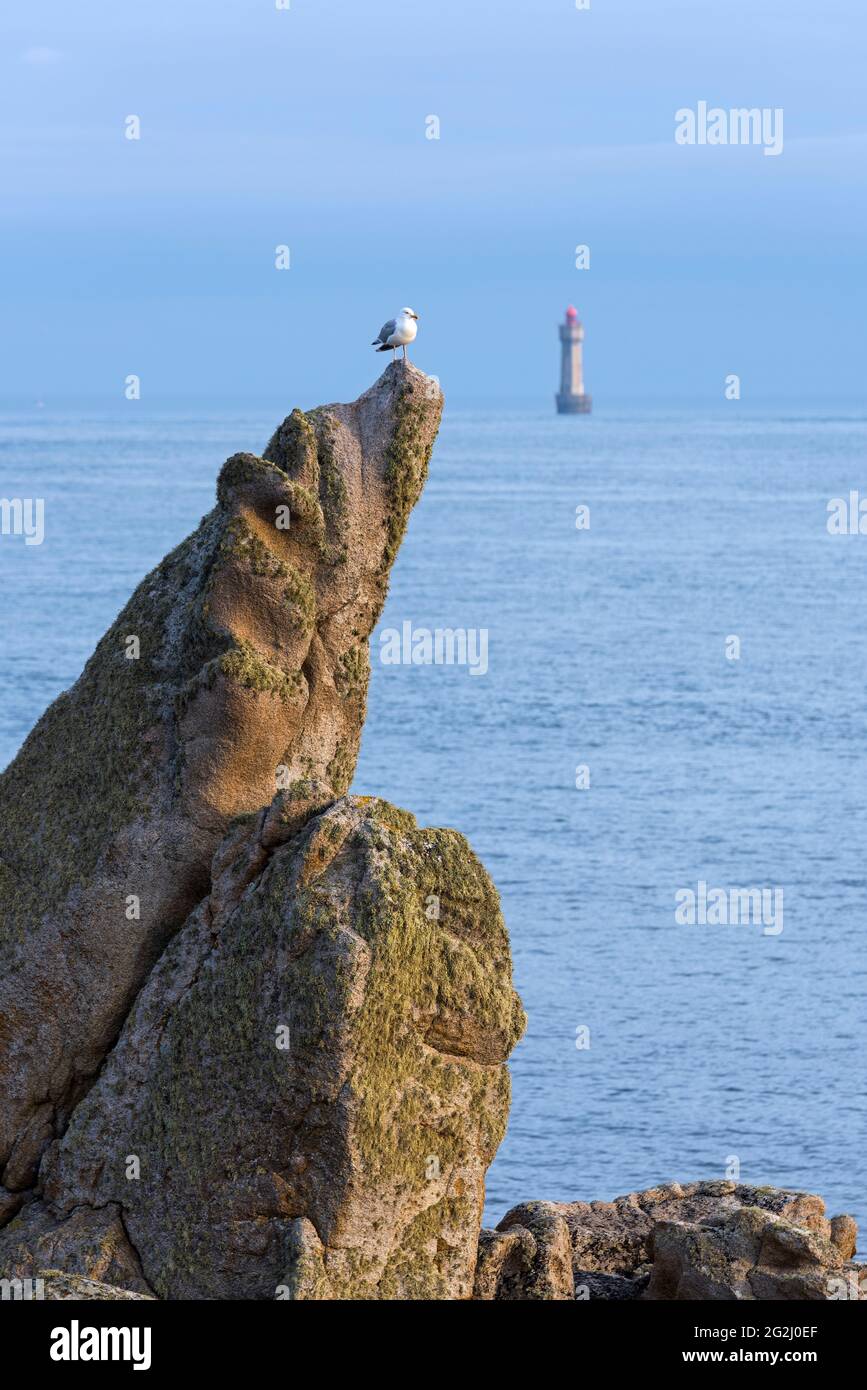 Möwe auf einem Felsen, Leuchtturm La Jument im Hintergrund, Pointe de Pern, Île d'Ouessant Frankreich, Bretagne, Departement Finistère Stockfoto