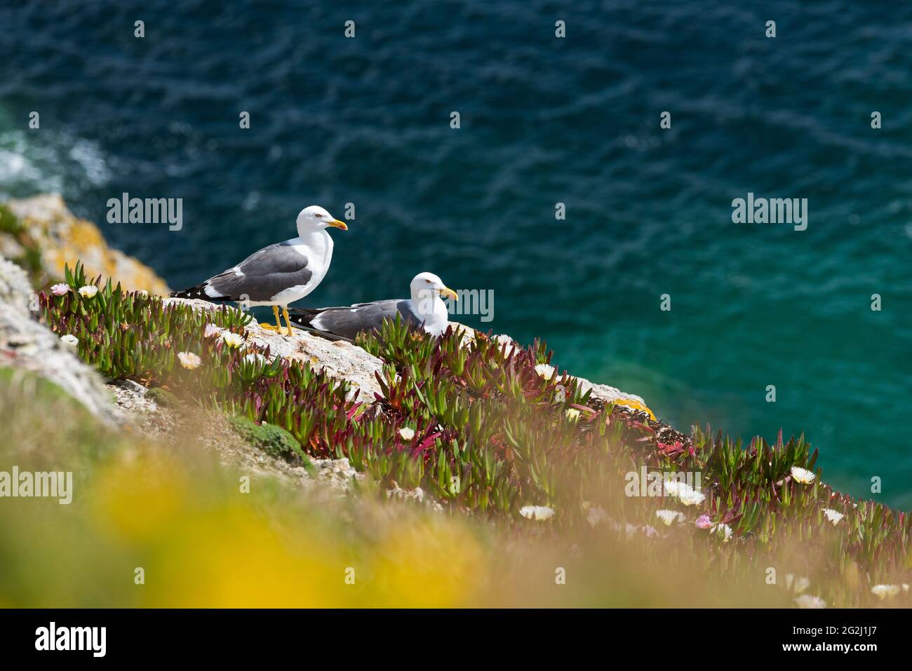 Zwei Möwen an der Steilküste von Port Andro, Locmaria, Belle-Ile-en-Mer, Frankreich, Bretagne, Abteilung Morbihan Stockfoto