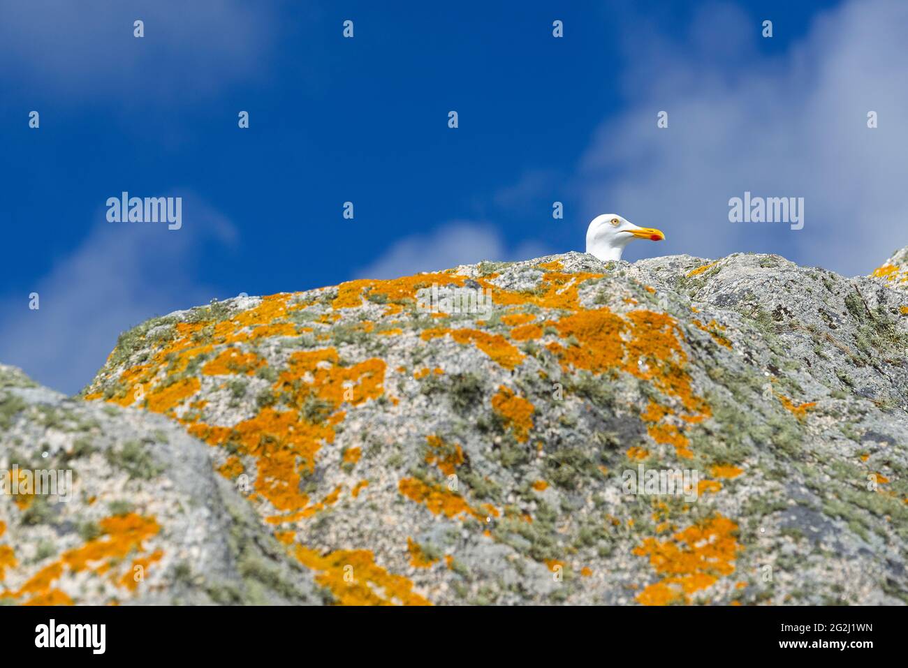 Möwe und gelbe Flechten auf einem Felsen, Île de sein, Frankreich, Bretagne, Departement Finistère Stockfoto