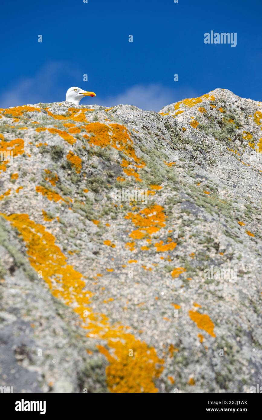 Möwe und gelbe Flechten auf einem Felsen, Île de sein, Frankreich, Bretagne, Departement Finistère Stockfoto