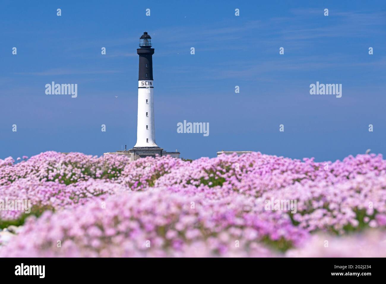 Île de sein, Teppich blühender Nelken am Leuchtturm 'Grand Phare de l´Île de sein', Frankreich, Bretagne, Departement Finistère Stockfoto
