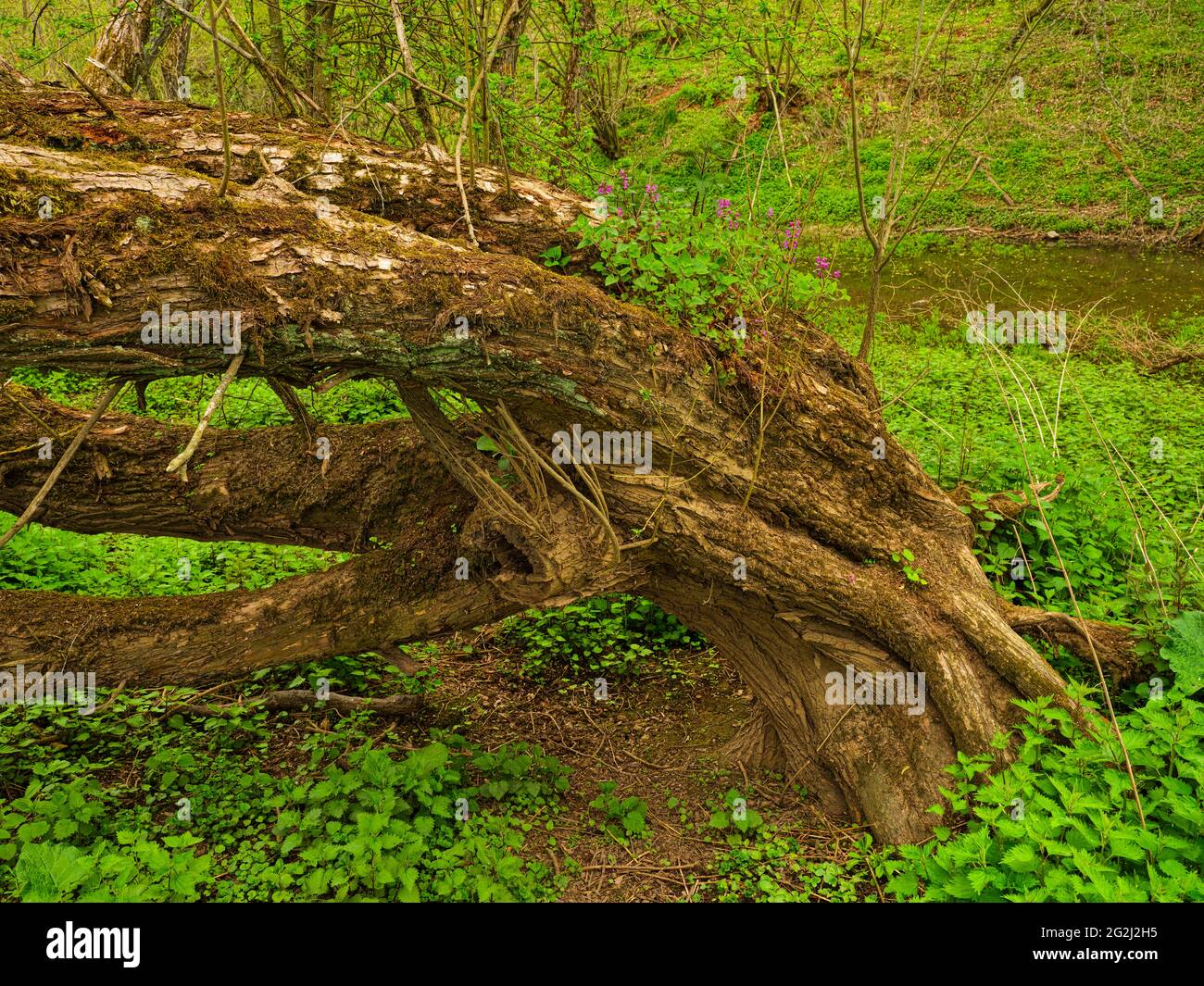 Europa, Deutschland, Hessen, Marburger Land, Lahn, Knackweide (Salix fragilis) im Naturschutzgebiet Lahnaltarm bei Bellnhausen wächst auf dem Stamm eine rote tote Brennnessel (Lamium pureum) Stockfoto