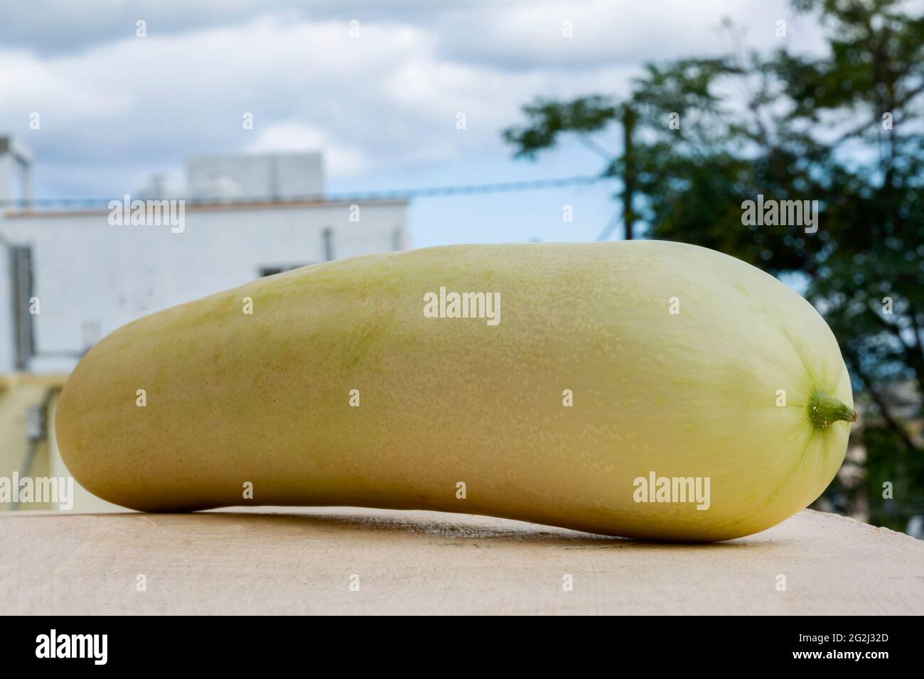 Frische weiße Bio-Gurken aus der Nähe Stockfoto