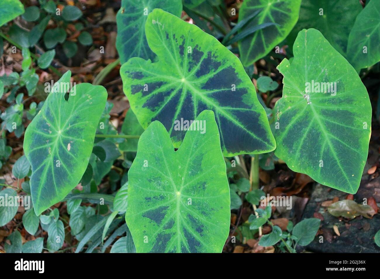 Ein Farbton von Grün Stockfoto