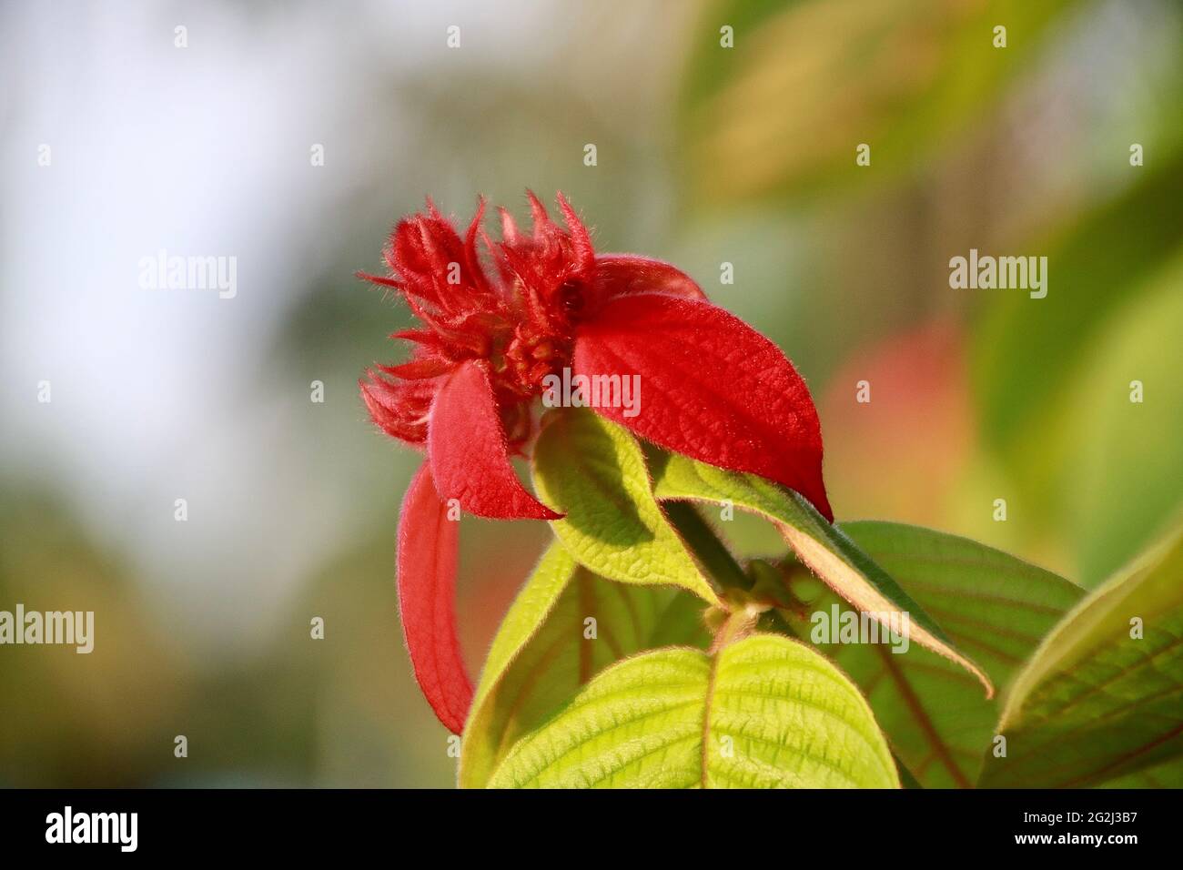 Blumen sind das beste Geschenk der Natur Stockfoto