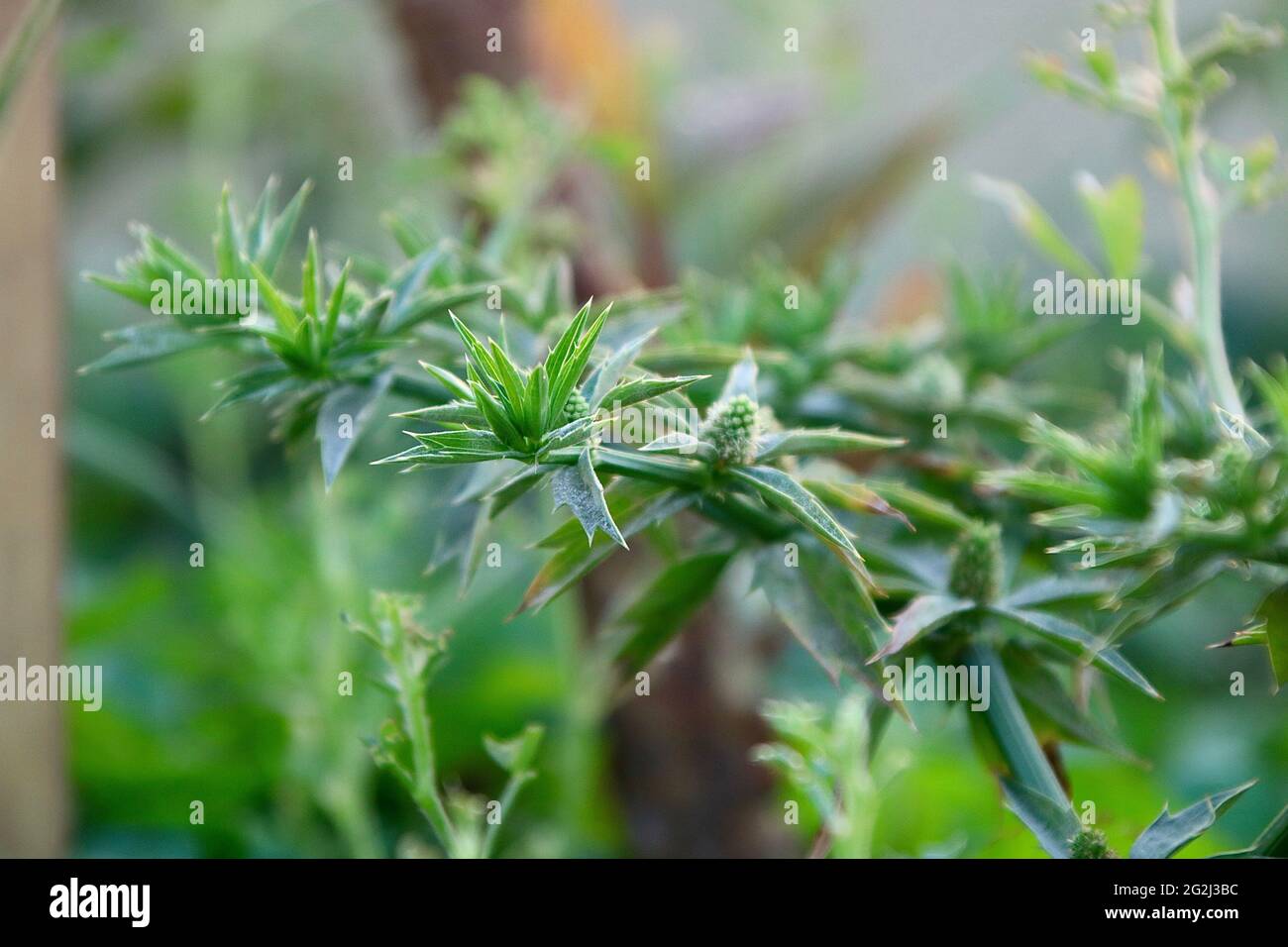 Grün ist die Ruhe der Natur. Stockfoto