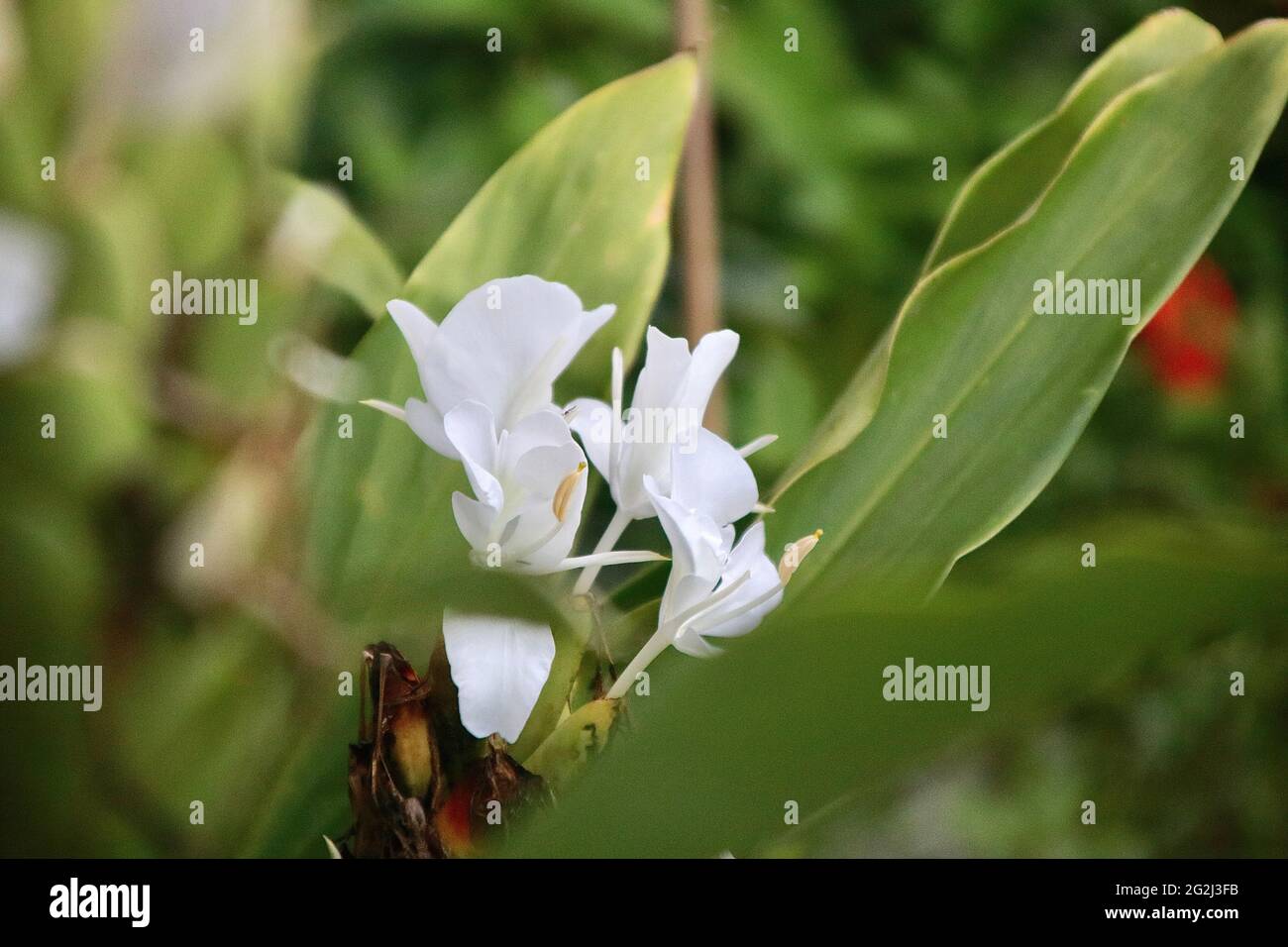 Schmetterling Ingwer Lily ist ein Segen der Regenzeit Stockfoto