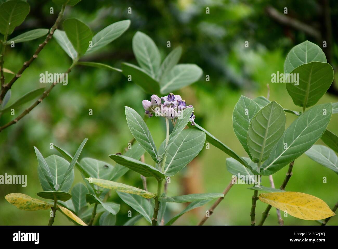 Blumen bringen Frische zum Ausdruck Stockfoto