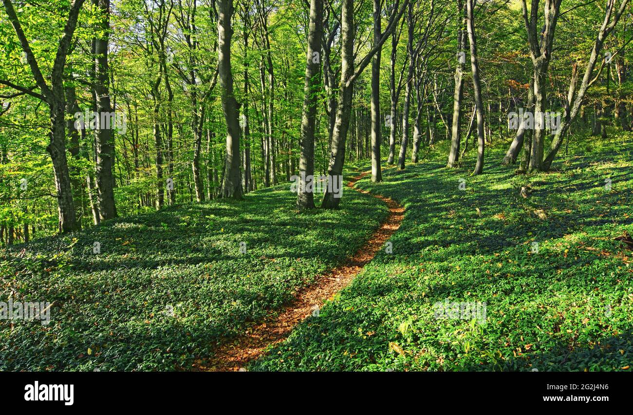 An einem sonnigen Tag schlängelt sich ein kleiner Pfad durch grünen Buchenwald. Schwäbische Alb, Baden-Württemberg, Deutschland, Europa Stockfoto