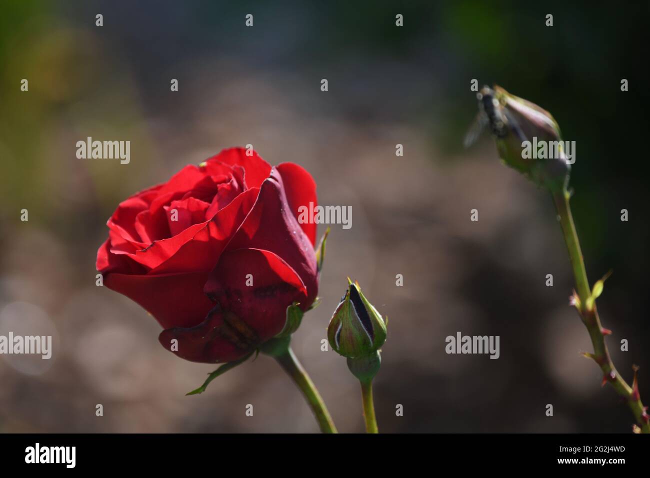 Heilpflanze Rose - rosa - mit herrlichem roter Rosenblüte als Zeichen der Liebe und Freundschaft - Grundstock der europäischen Gartenkultur, Heilpflon Stockfoto