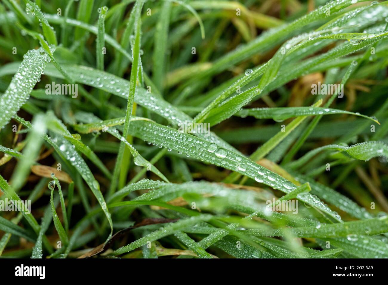 tau-auf-grashalme-fotos-und-bildmaterial-in-hoher-aufl-sung-alamy
