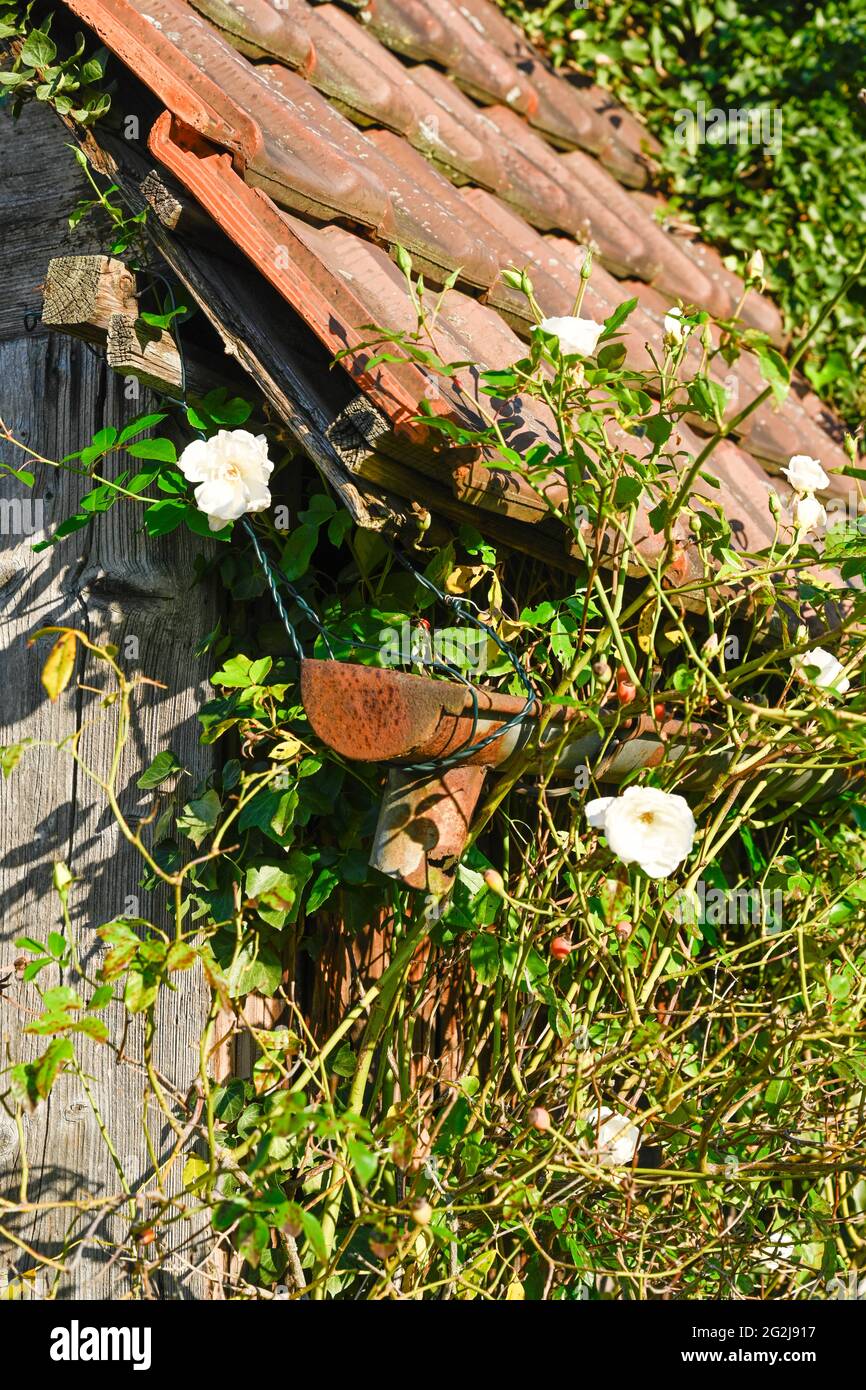 Bewachsene Holzhütte von einem Weinberg, mit wilden Rosen, Rosa rugosa. Stockfoto