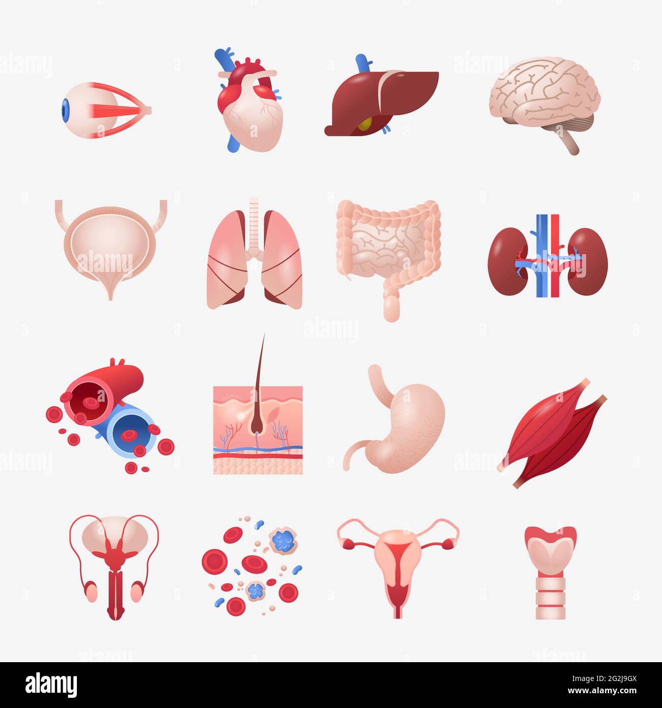Stellen Sie menschliche innere Organe anatomischen Magen Leber Nieren Lunge Herz Gehirn Nieren Augenmuskeln Ikonen Sammlung Anatomie Gesundheitswesen medizinisches Konzept Stock Vektor