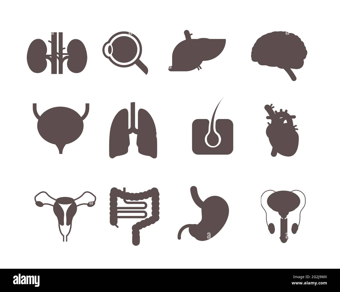 Set menschlichen inneren Organen anatomischen Magen Leber Nieren Lunge Herz Gehirn Nieren Augenmuskeln Verdauungssystem Symbole Sammlung Anatomie Gesundheit Stock Vektor