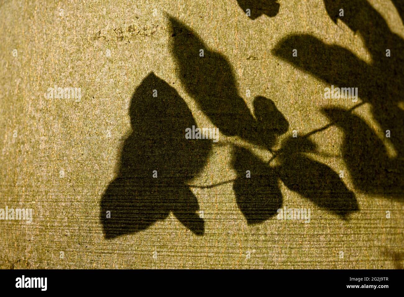 Schatten, die von Blättern auf einen Baumstamm geworfen werden. Stockfoto