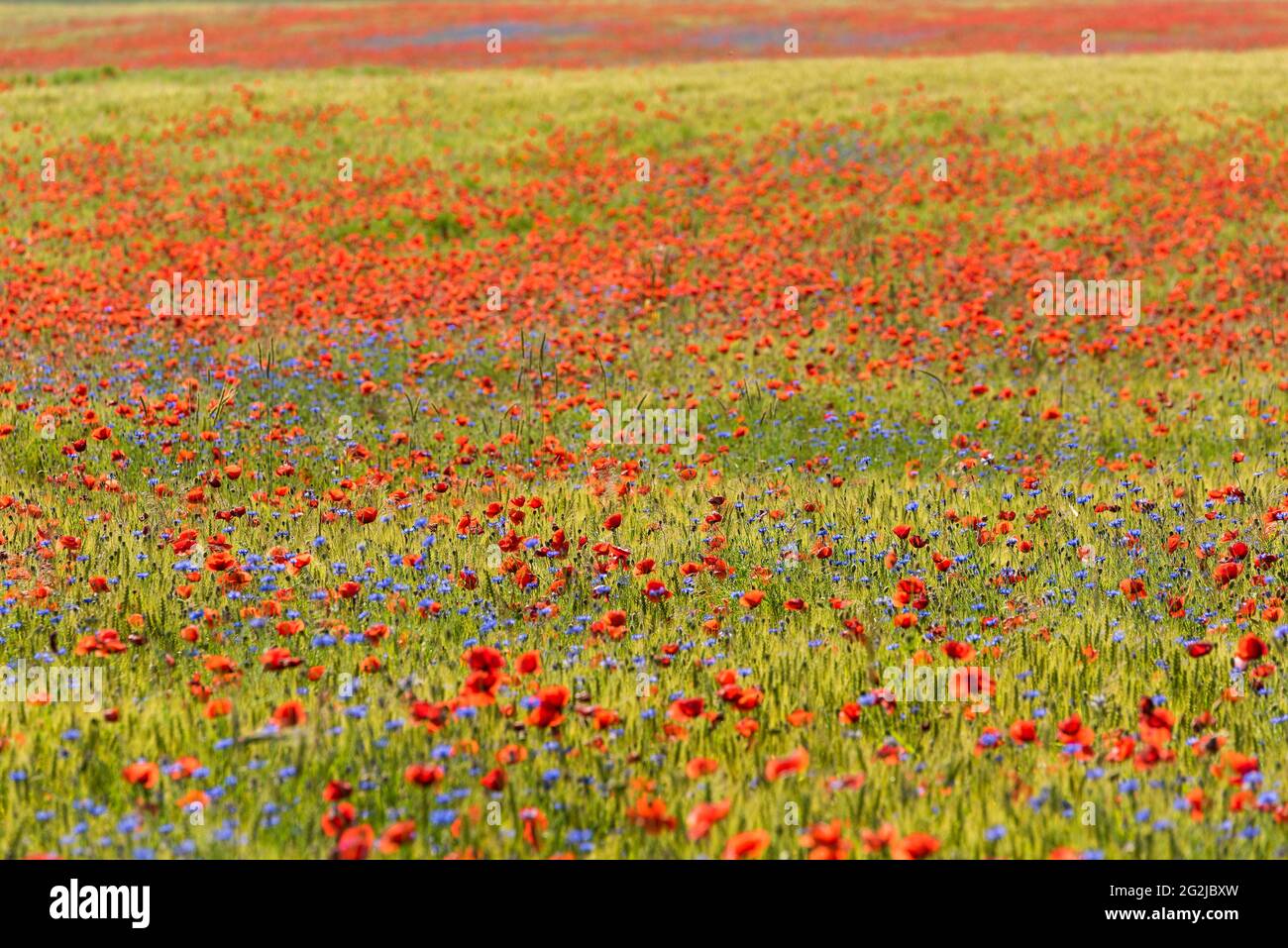 Getreidefeld mit Mohnblumen und Kornblumen, Deutschland, Mecklenburg-Vorpommern, Insel Usedom Stockfoto
