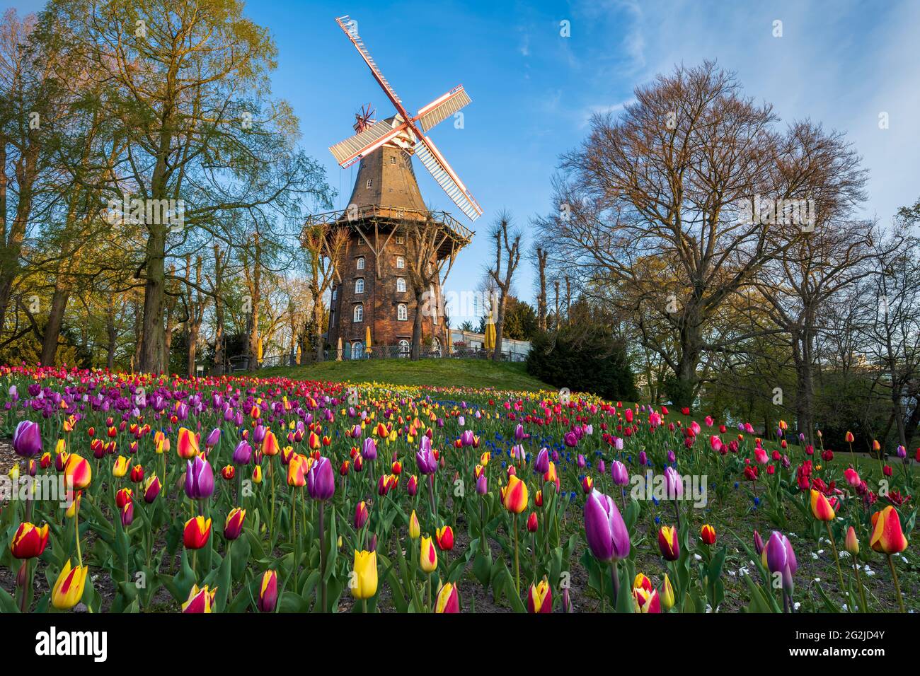 Tulpen vor der historischen Windmühle im Frühjahr in Bremen, Deutschland Stockfoto