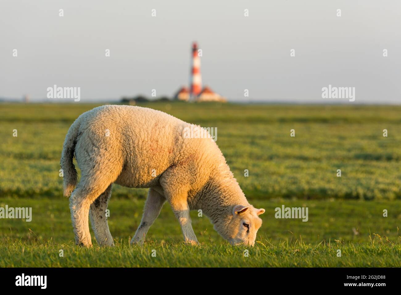 Weidende Schafe in den Salzwiesen am Leuchtturm Westerheversand, Abendlicht, Halbinsel Eiderstedt, Nationalpark Schleswig-Holsteinisches Wattenmeer, Deutschland, Schleswig-Holstein, Nordseeküste Stockfoto