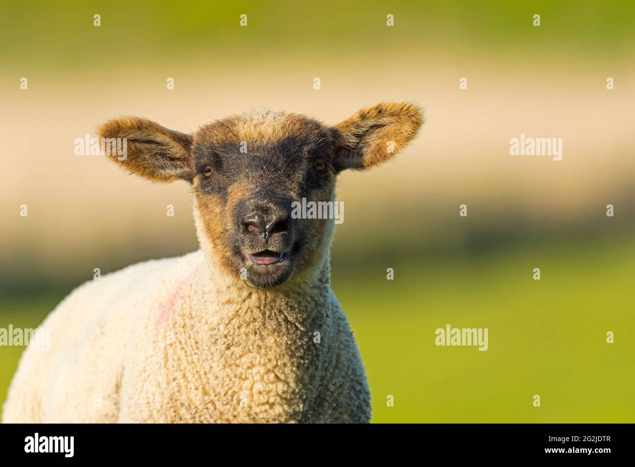 Schafe in Westerhever, Halbinsel Eiderstedt, Nationalpark Schleswig-Holsteinisches Wattenmeer, Deutschland, Schleswig-Holstein, Nordseeküste Stockfoto