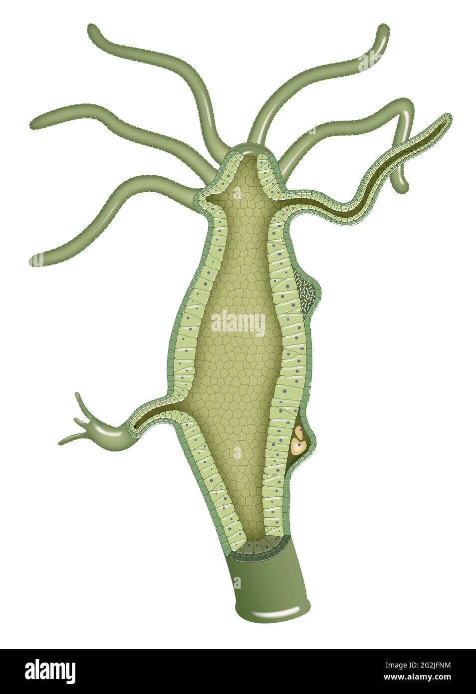 Strukturelle Anatomie der Hydra vulgaris Stockfoto
