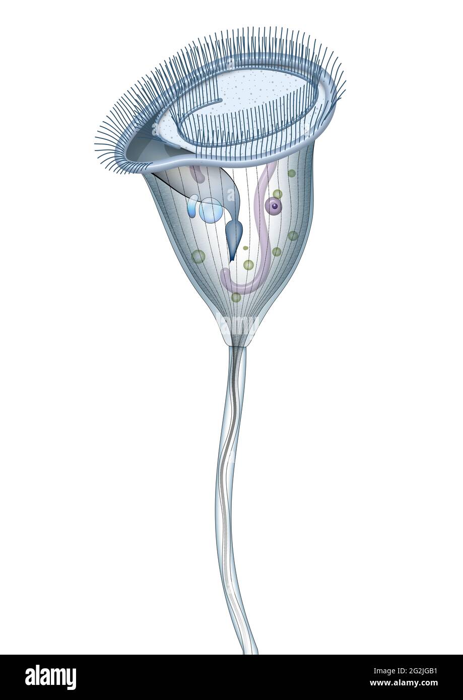 Vorticella campanula. Protozoan Stockfoto