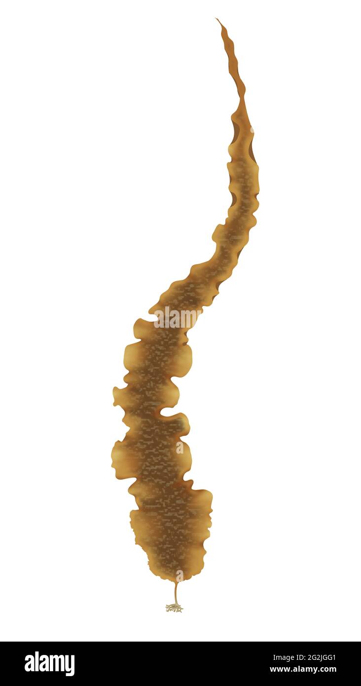 Sweet Kelp – Kombu royale – Saccharina latissima – Laminaria saccharina – ist eine braune Algenalge, die bis zu 2 m bis 4 m lang wird Stockfoto