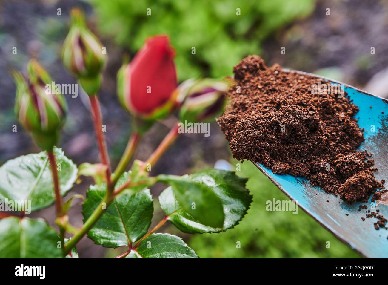 Gartenarbeit, Düngen, Rosenbusch, rote Rosen, Blüte, Knospen, blaue Gartenschaufel Stockfoto