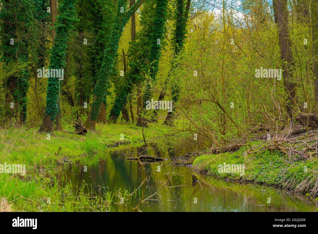 Kleiner Fluss am Stadtrand von Luckenwalde im Frühjahr, große Bäume am Flussufer Stockfoto