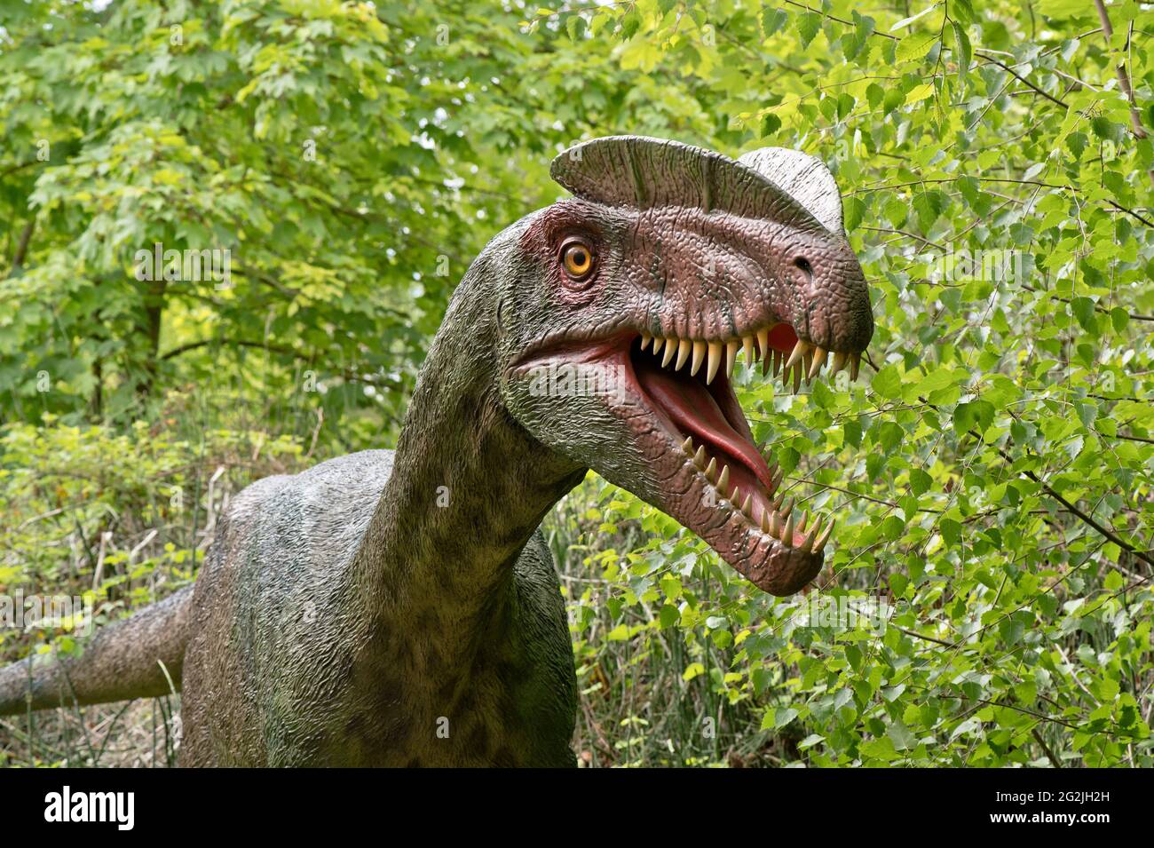 Dinosaurier Dilophosaurus als Modell im Dinopark Münchehagen bei Hannover. Vor etwa 190 Millionen Jahren (Unterjura) in Nordamerika, Indien und China gelebt, wurde etwa 6 m lang und 0.5 t schwer. Stockfoto