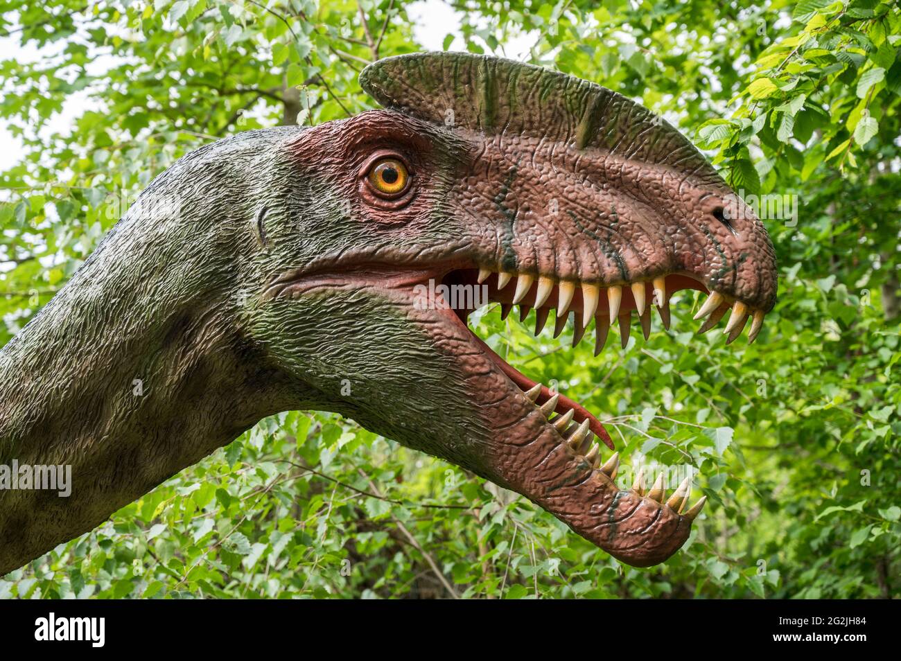 Dinosaurier Dilophosaurus als Modell im Dinopark Münchehagen bei Hannover. Vor etwa 190 Millionen Jahren (Unterjura) in Nordamerika, Indien und China gelebt, wurde etwa 6 m lang und 0.5 t schwer. Stockfoto