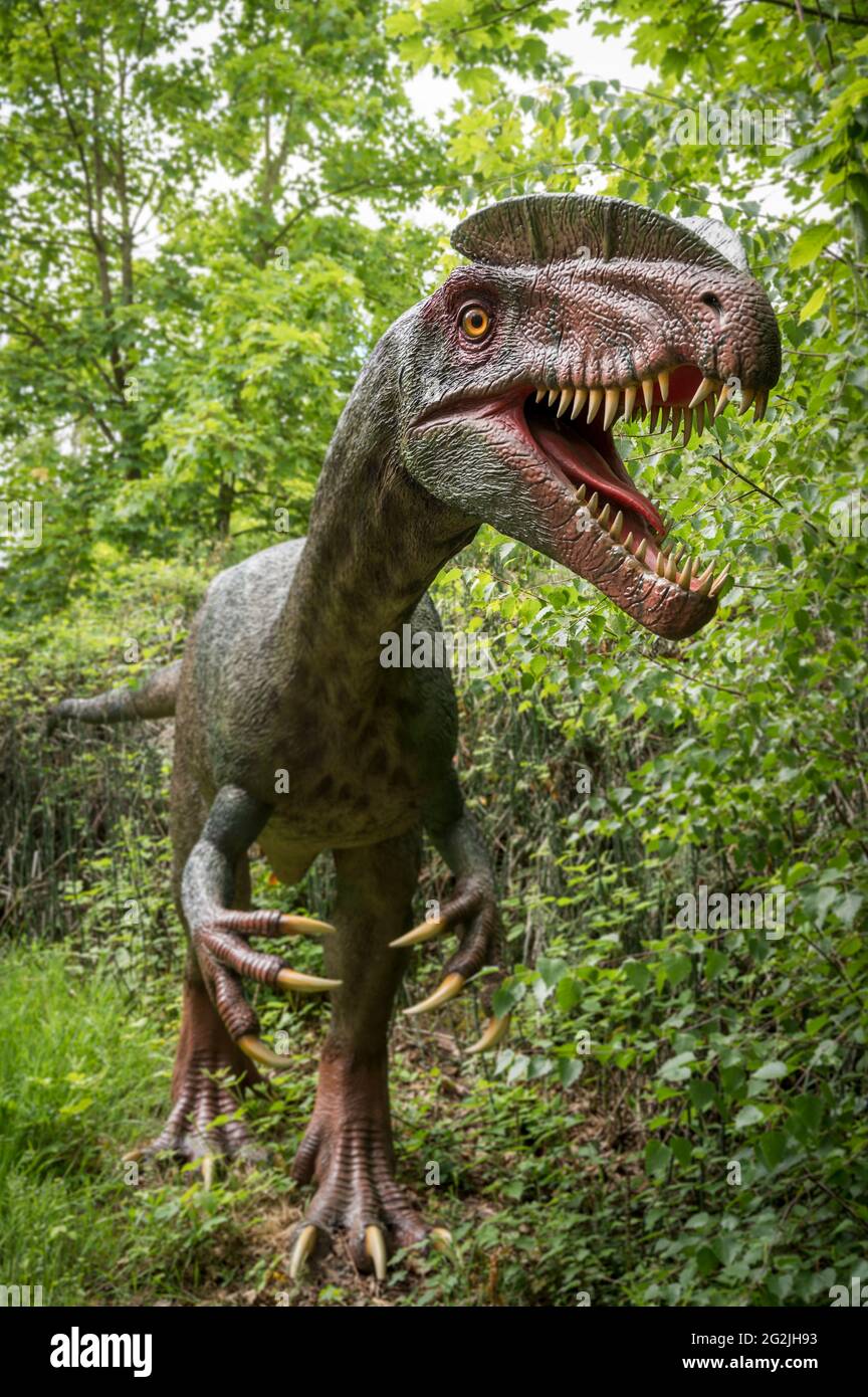 Dinosaurier Dilophosaurus als Modell im Dinopark Münchehagen bei Hannover. Vor etwa 190 Millionen Jahren (Unterjura) in Nordamerika, Indien und China gelebt, wurde etwa 6 m lang und 0.5 t schwer. Stockfoto