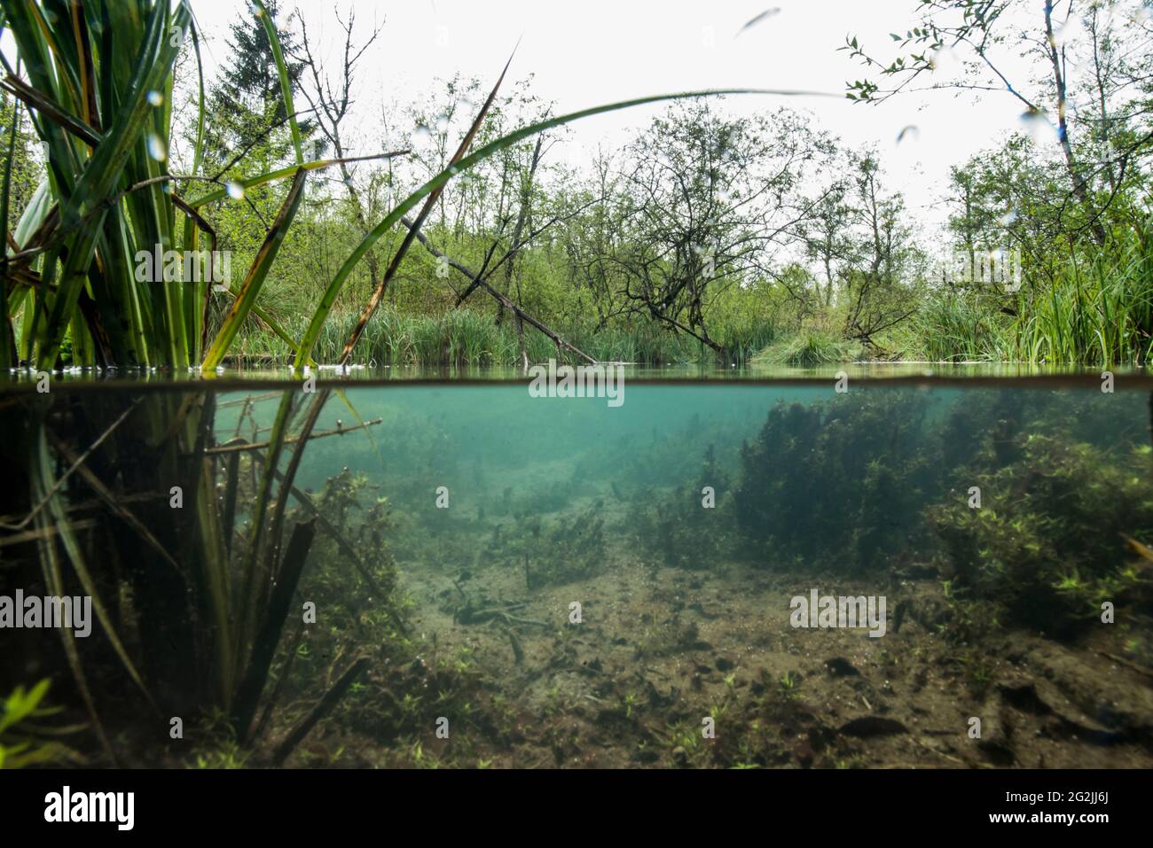 Sumpflandschaft unter und über Wasser Stockfoto